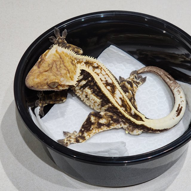 Full Pinstripe Drippy White Spot White Crown Cappuccino