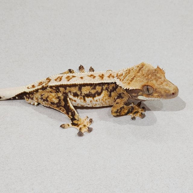 Drippy Tri Quad Zengex