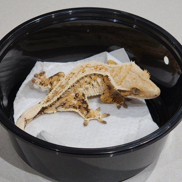 풀핀 드리피 화이트스팟 트라이 익스트림할리퀸 화이트크라운