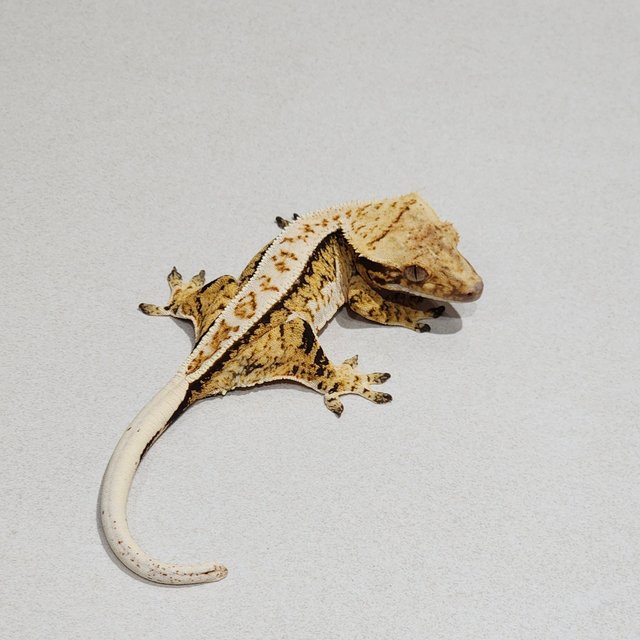 Extreme Harlequin Tri Full Pinstripe