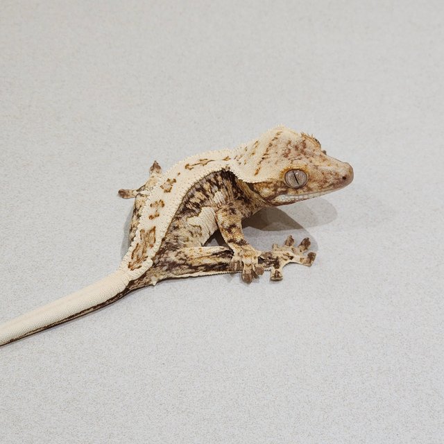 White Pin Quad White Spot Drippy