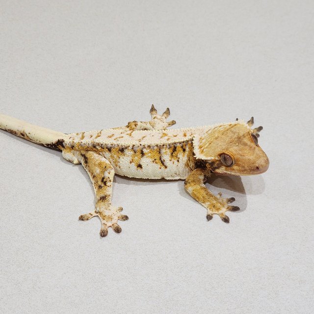 Extreme Harlequin Tri White Crown White Spot Drippy White Pin