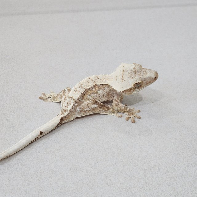 White Spot Drippy Cream