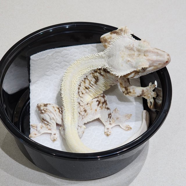 솔리드백 릴리화이트