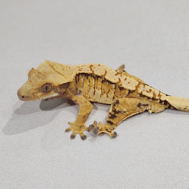 Tri Extreme Harlequin