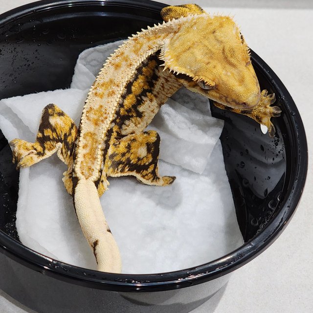 Drippy Extreme Harlequin Tri Zengex White Pin