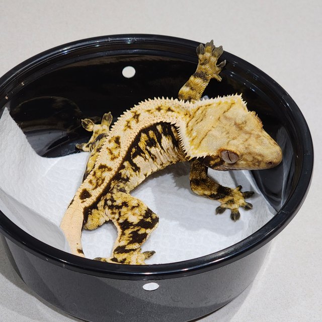 트라이 익스트림할리퀸 화이트크라운