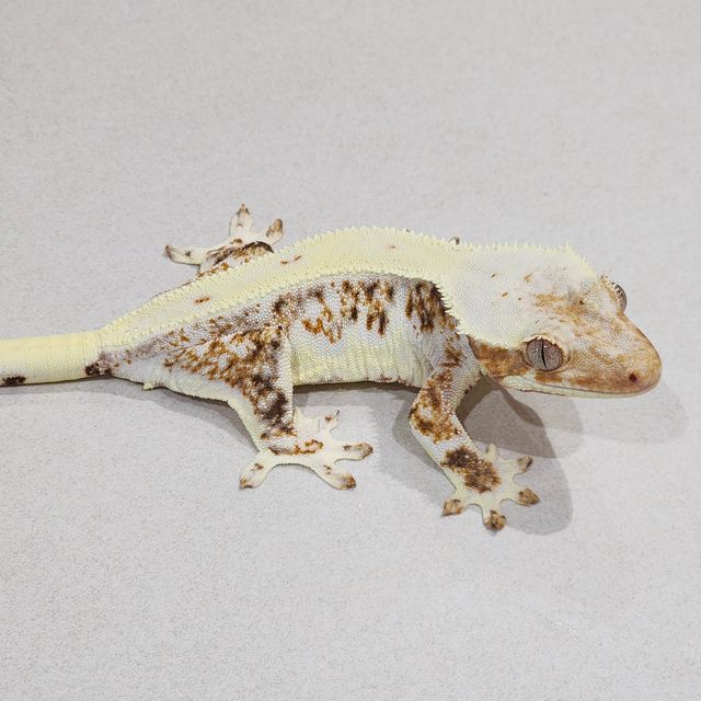 릴리화이트 판다 바브