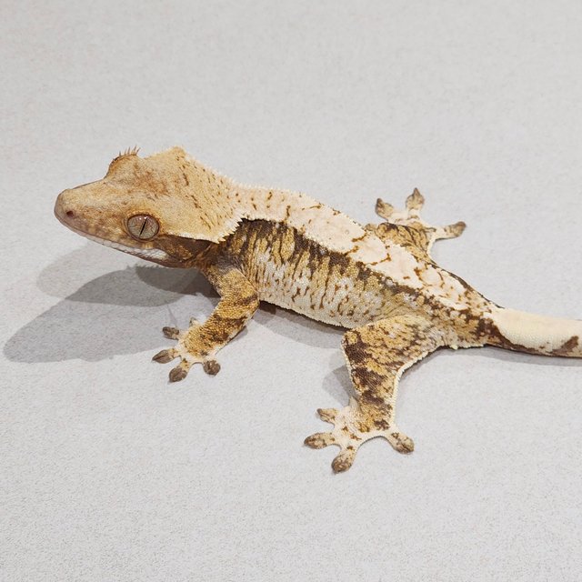 트라이 익스트림할리퀸 화이트스팟