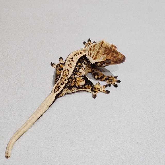 White Pin Zengex Extreme Harlequin Tri