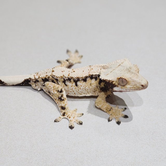 Tri Drippy White Spot Extreme Harlequin