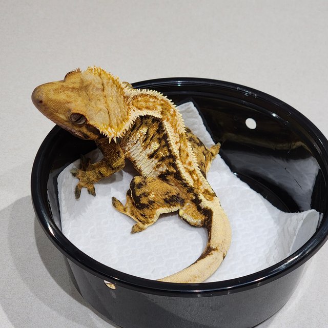 화이트크라운 트라이 익스트림할리퀸