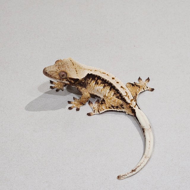 Extreme Harlequin Tri Zengex