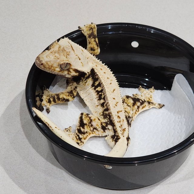 White Spot Zengex Quad Drippy Full Pinstripe