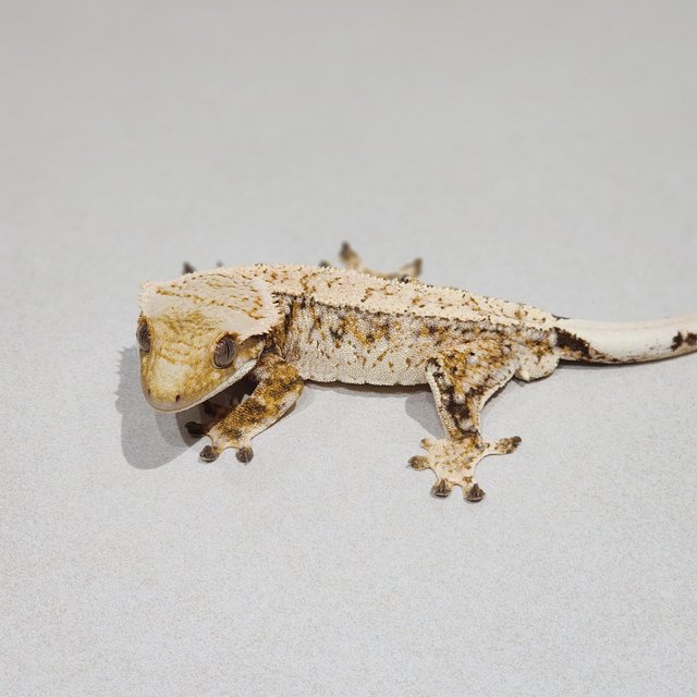 Drippy Extreme Harlequin Tri White Spot White Crown