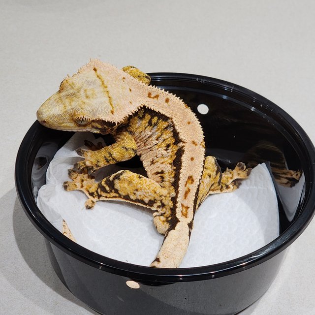 트라이 익스트림할리퀸 화이트스팟