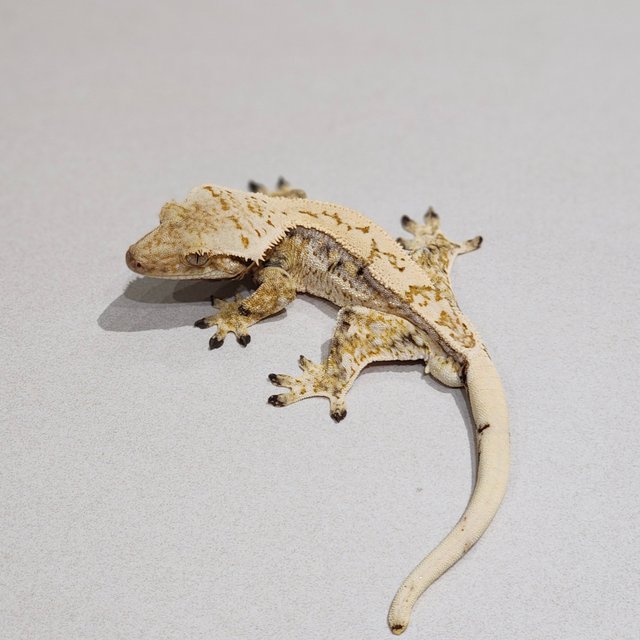 드리피 쿼드 화이트스팟 젠젝스