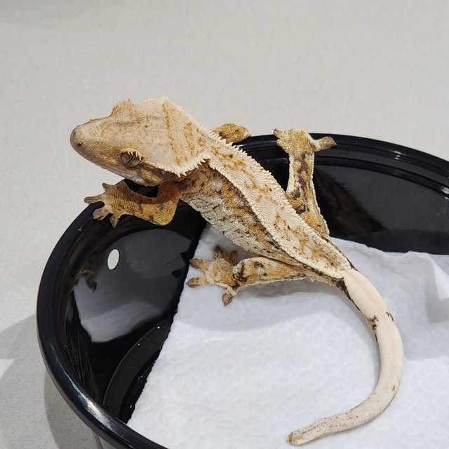 풀핀 드리피 화이트스팟 트라이 익스트림할리퀸 화이트크라운