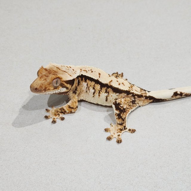 Tri Extreme Harlequin