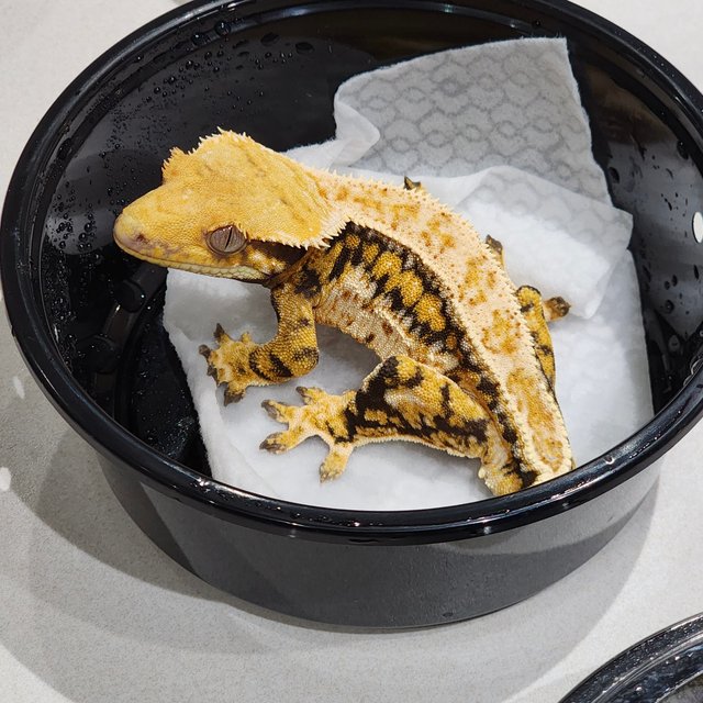 Drippy Extreme Harlequin Tri Zengex White Pin