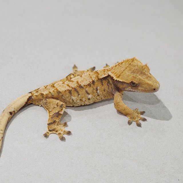 Tri Extreme Harlequin