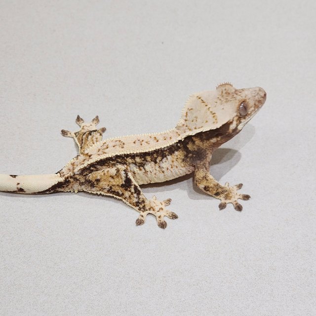 Drippy Quad White Spot