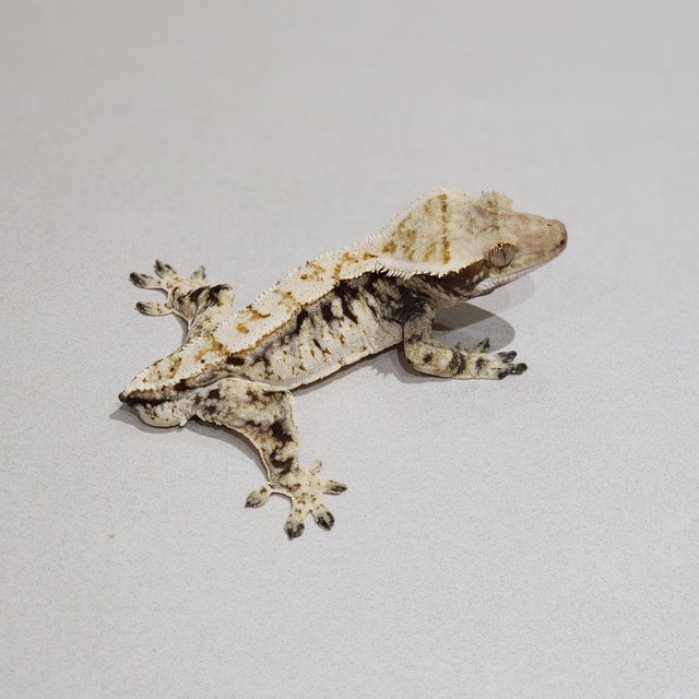 Zengex White Spot White Pin Drippy