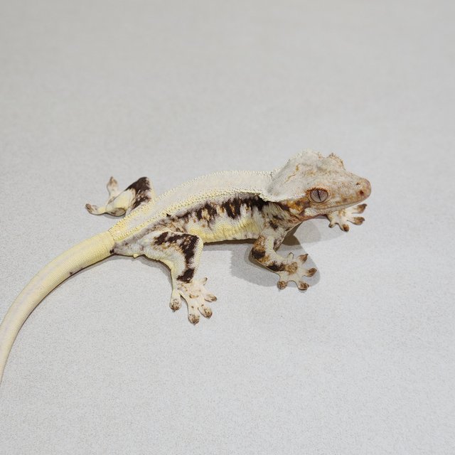 Solid Back Lilly White