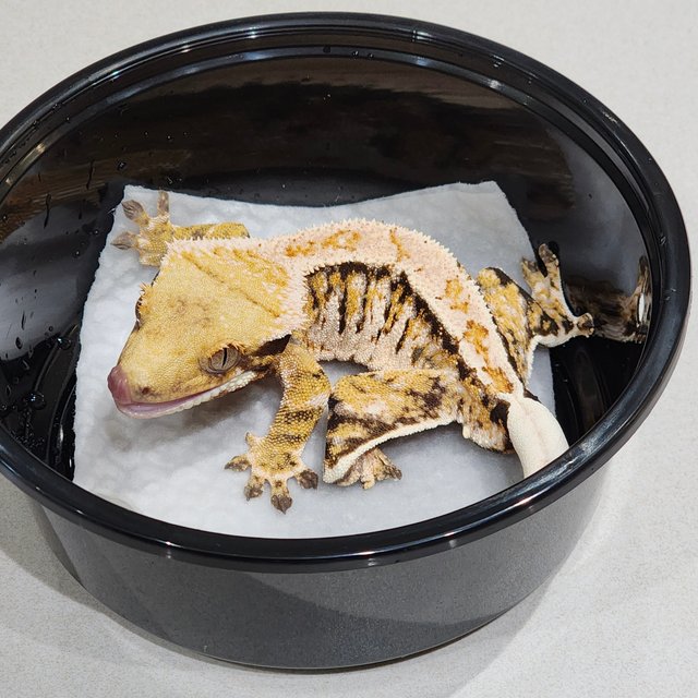 White Pin White Crown Tri Extreme Harlequin White Spot