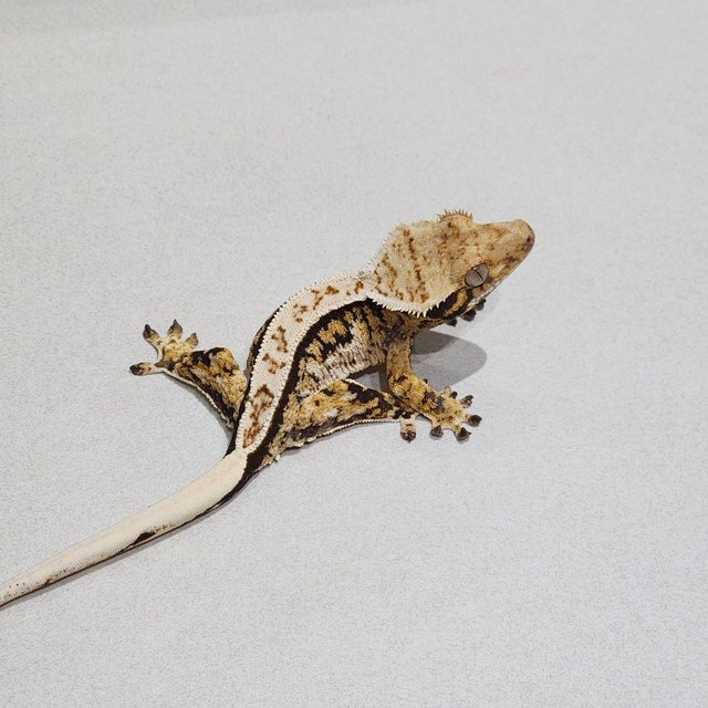 Tri Extreme Harlequin