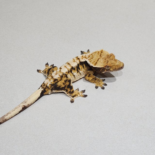 Tri Extreme Harlequin