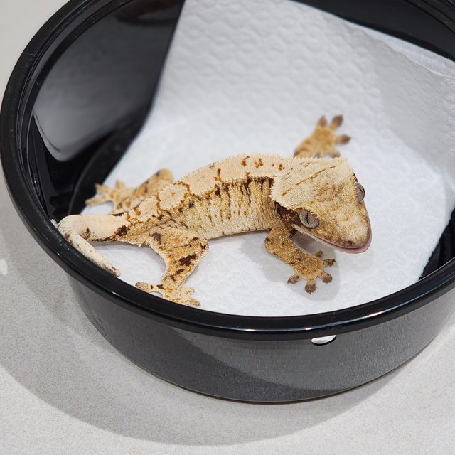 드리피 트라이 익스트림할리퀸 화이트스팟