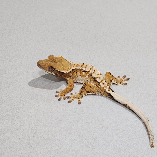 화이트핀 화이트스팟 트라이 익스트림할리퀸