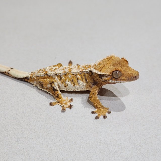Extreme Harlequin Drippy White Spot Tri White Crown