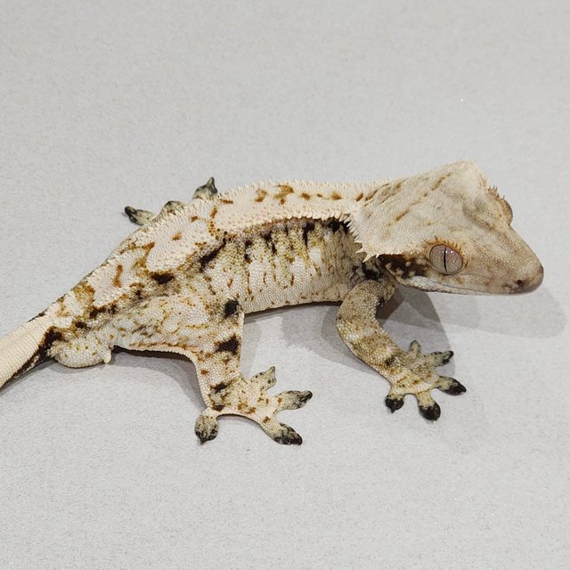 Drippy White Spot Zengex