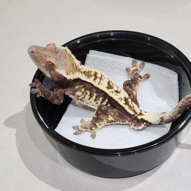 화이트크라운 카푸치노