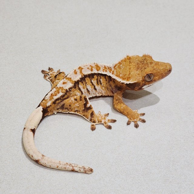 White Crown Tri Extreme Harlequin White Spot