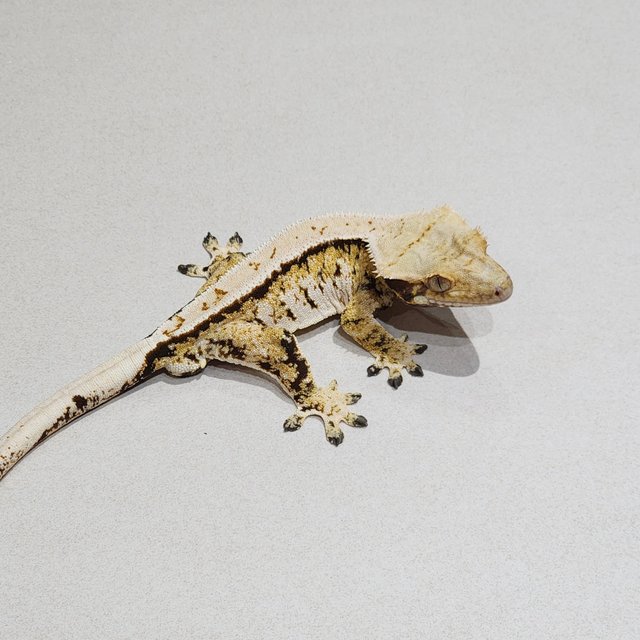 Tri Barb Extreme Harlequin