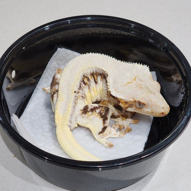 솔리드백 릴리화이트