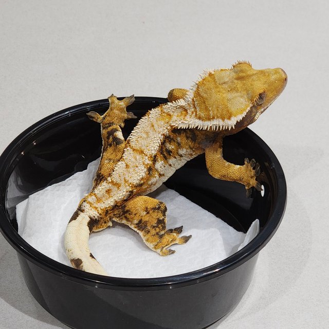 White Spot Tri Extreme Harlequin White Pin