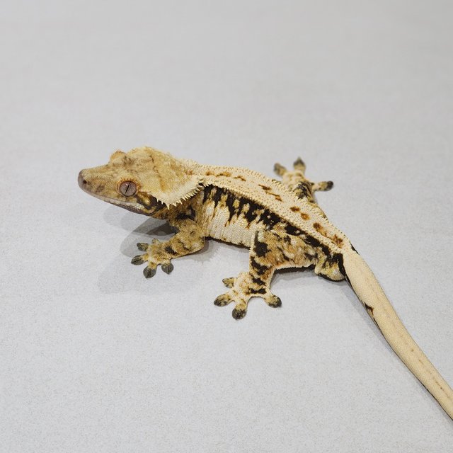 Zengex Full Pinstripe White Spot White Pin Extreme Harlequin Tri