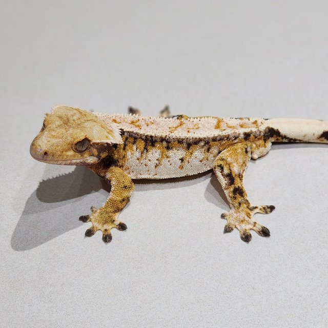 Tri White Pin White Spot Drippy White Crown Extreme Harlequin