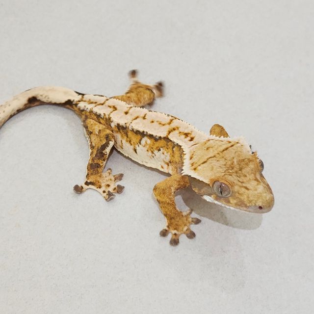 White Pin Extreme Harlequin Tri