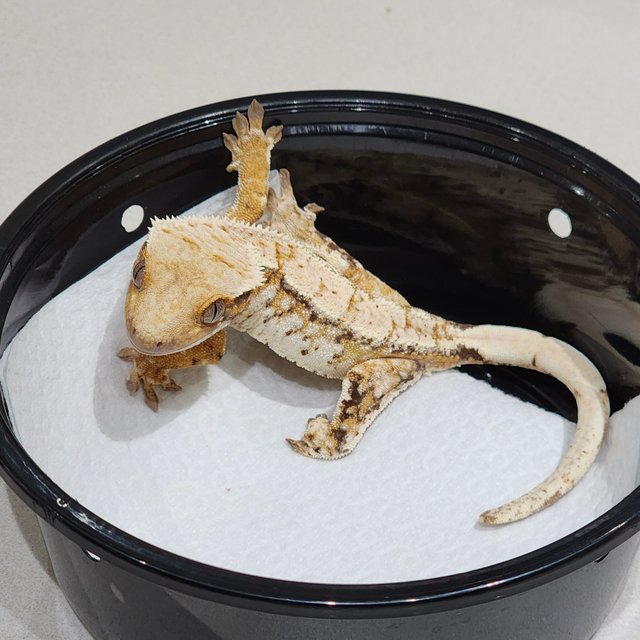 드리피 화이트스팟 트라이 익스트림할리퀸 화이트크라운 화이트핀