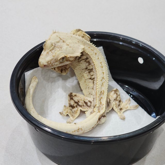 White Spot Full Pinstripe Drippy