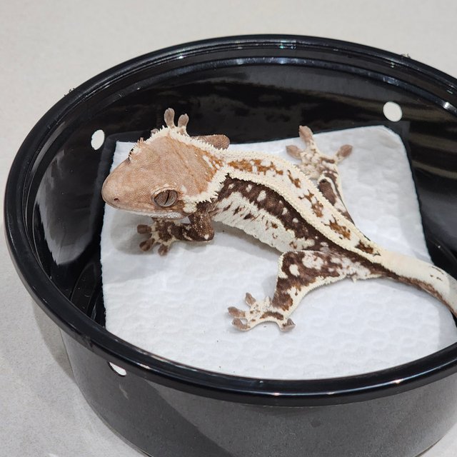 White Crown Cappuccino