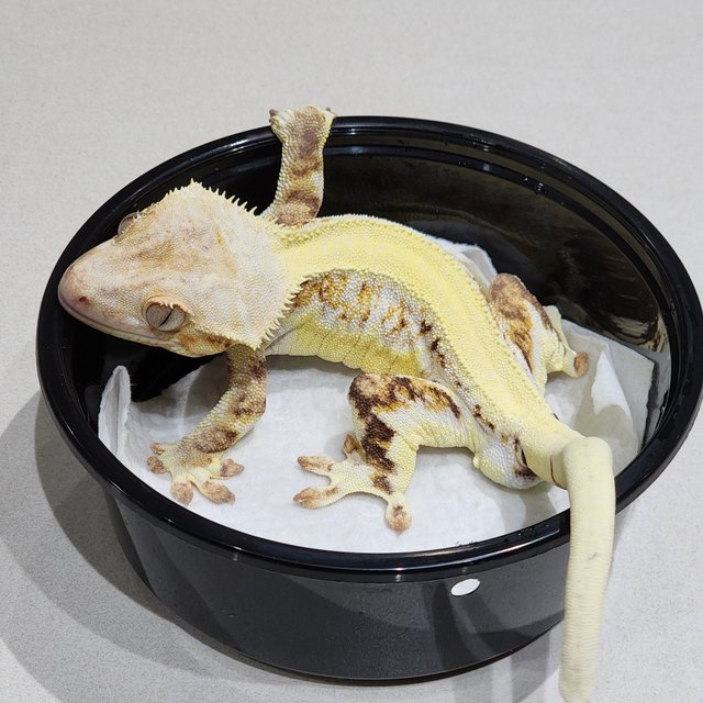 솔리드백 릴리화이트