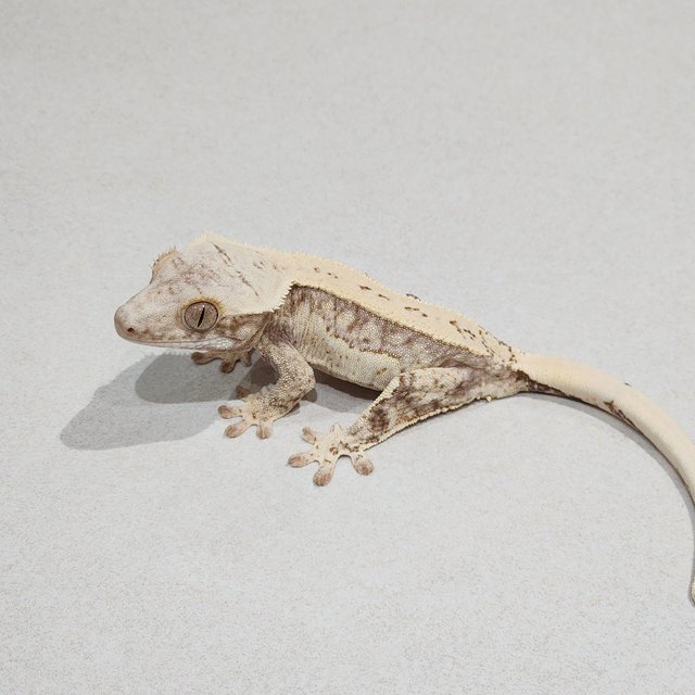 Drippy Quad Cream White Spot