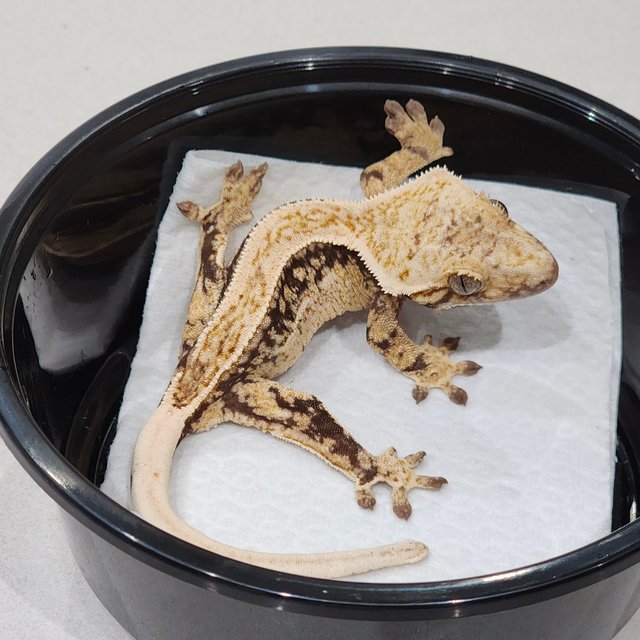 Quad White Spot Drippy White Crown