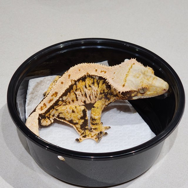 트라이 익스트림할리퀸 화이트스팟